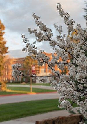 A Princess Kay Canadian plum blooms east of Memorial Hall on the Chadron State College campus April 30, 2022.
