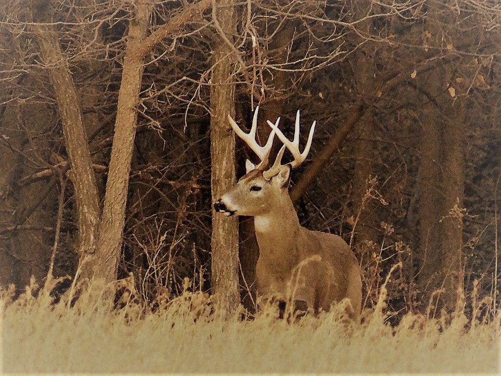 Big game permits available to residents starting July 10 PANHANDLE