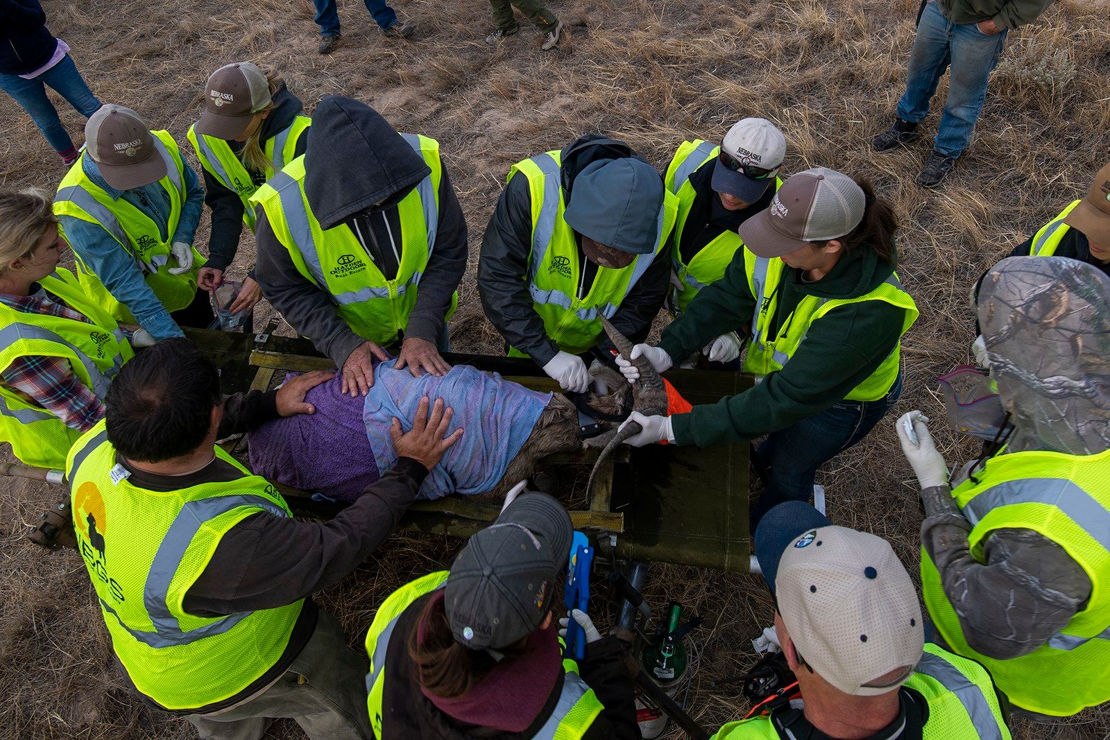 Workers process a bighorn sheep ewe at Cedar Canyon Wildlife Management Area.