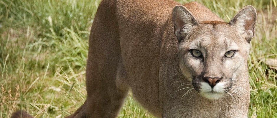 Search ends for mountain lions after solo hiker fatally attacked on Colorado trail