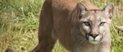 Search ends for mountain lions after solo hiker fatally attacked on Colorado trail