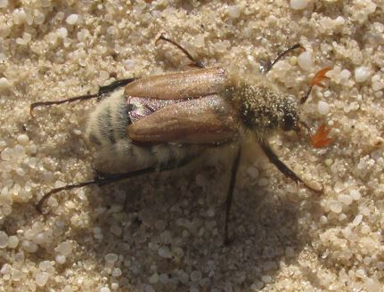 Chadron State professor discovers possible new species of bumble bee scarab beetle - Vimarsana News