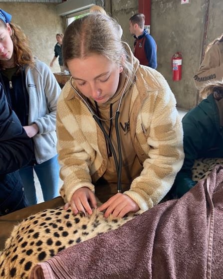 Chadron State College student Ashlyn Jensen monitors the heartbeat of a cheetah at the Cango Wildlife Ranch in Oudtshoorn, South Africa, June 18, 2023.