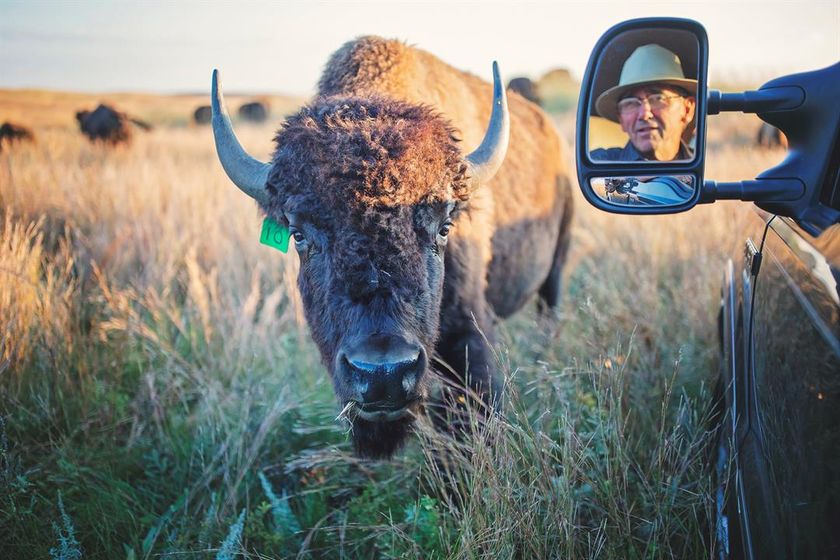 A bison and Carl Simmons eye each other on the Simmons’ ranch near Valentine. The Simmons family bought its first bison 26 years ago. They now own 50 and have built a bison tourism business around their herd.