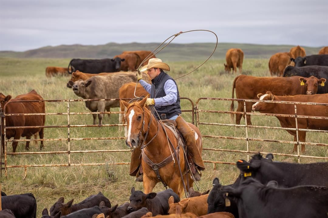 A Rex Ranch neighbor lends a helping hand sorting calves. A spokesman for the company tied to the Church of Jesus Christ of Latter-day Saints emphasized the ranch’s local and community ties.