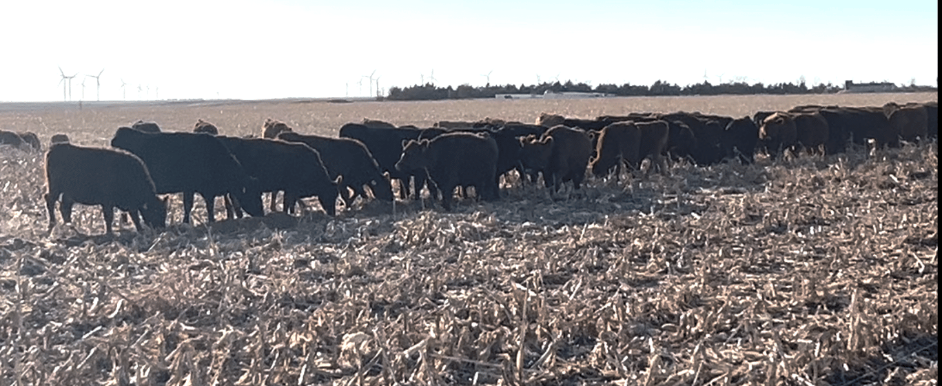 Nebraska is the only state that is a national leader in every aspect of beef production (Nebraska Department of Agriculture).