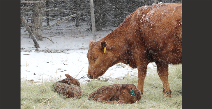 A cow and her calves in some bedding as it snows.