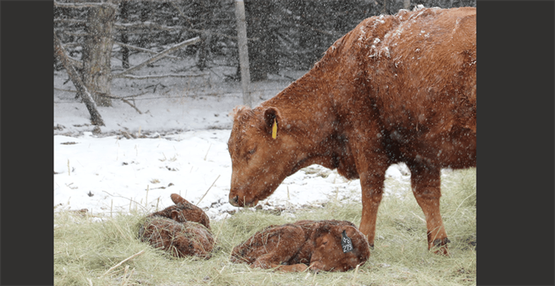 A cow and her calves in some bedding as it snows.