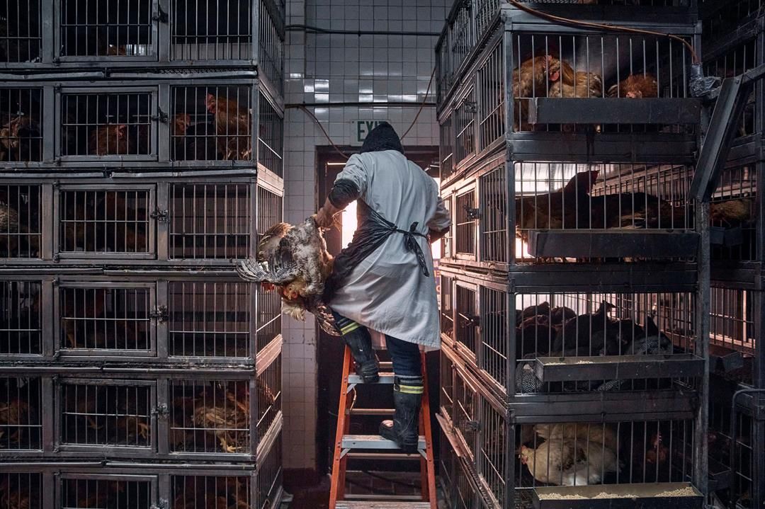 A worker grabs a chicken to slaughter inside a poultry store in New York, Feb. 7, 2025.