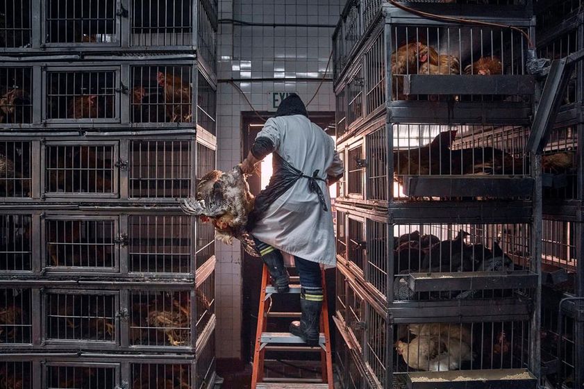 A worker grabs a chicken to slaughter inside a poultry store in New York, Feb. 7, 2025.