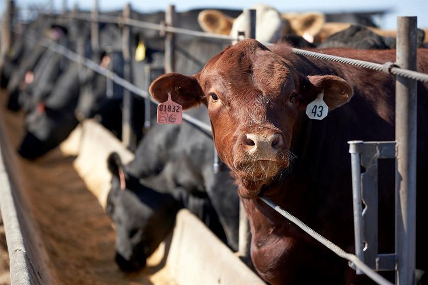 Cattle eat at a feedlot in Columbus, Nebraska, June 10, 2020.