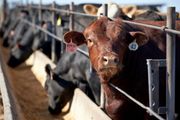 Nebraska Extension to host June 5 webinar on drought strategies for beef producers