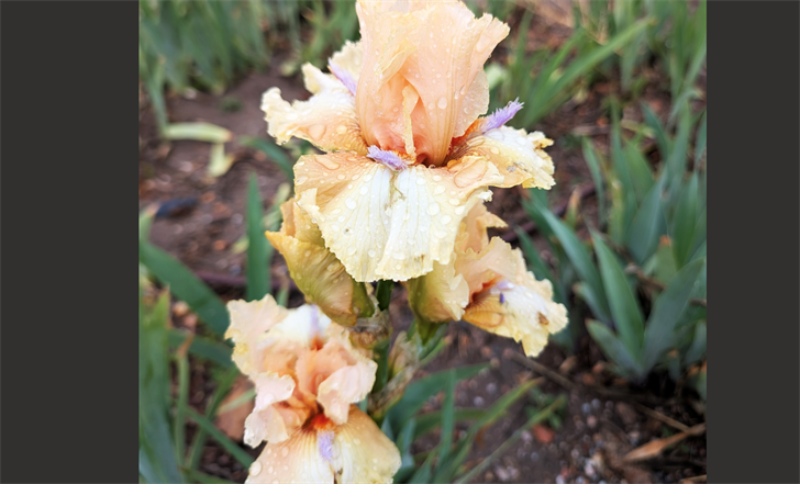 Raindrops cling to an iris named “Roper's Revenge” on display at the Monument Valley Iris Society Iris Bed in the D.A. Murphy Arboretum at the Panhandle Research Extension and Education Center.