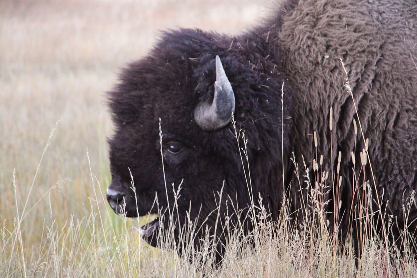 A bison grazes in the Upper Geyser Basin at Yellowstone National Park, Monday, Sept. 25, 2023.
