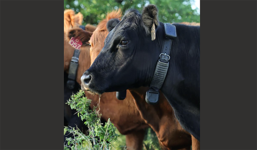 Cattle wear the technology for a virtual fence.