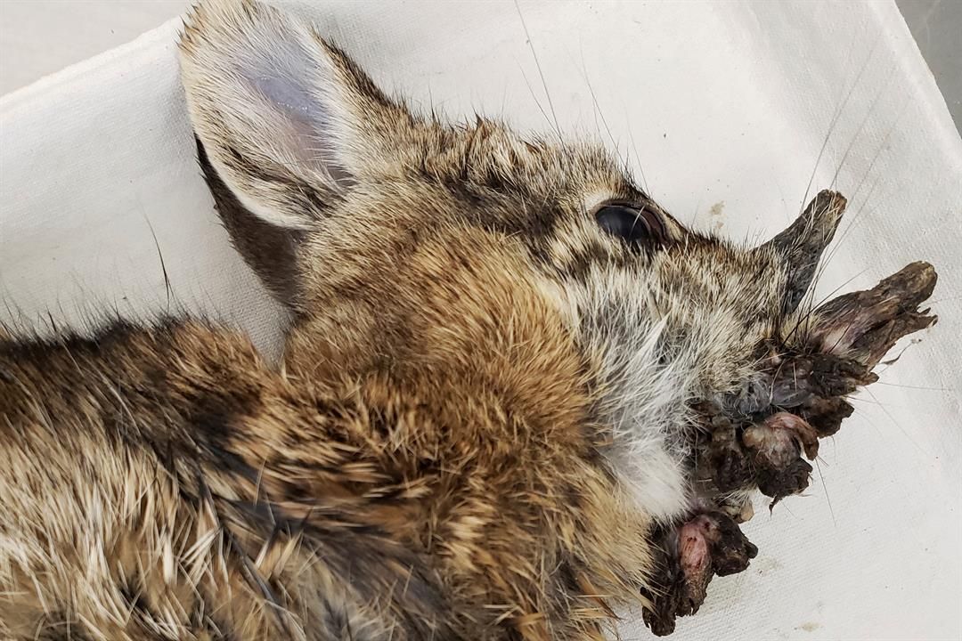 This photo provided by the Iowa Department of Natural Resources shows a deceased Eastern cottontail rabbit infected with Shope papillomavirus in October 2021.