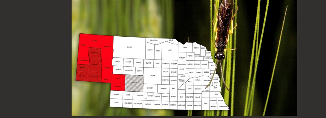 Wheat stem sawfly remains a serious threat in Nebraska, but a new GDD tool gives growers the timing edge to fight back.