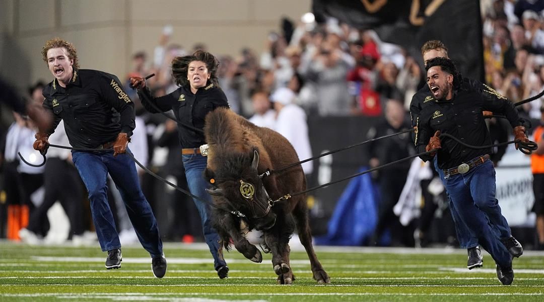 Ralphie VII, Colorado's new mascot, is guided by handlers during the animal's ceremonial run before the second half of an NCAA college football game against Wyoming Saturday, Sept. 20, 2025, in Boulder, Colo.