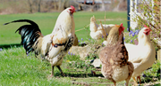 Research continues on proposed chickens in Sidney city limits