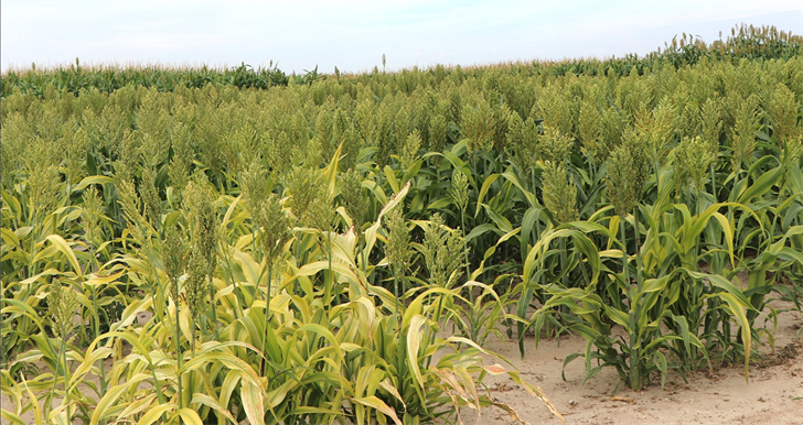 Grazing milo can eliminate the need for equipment use in feeding cattle.