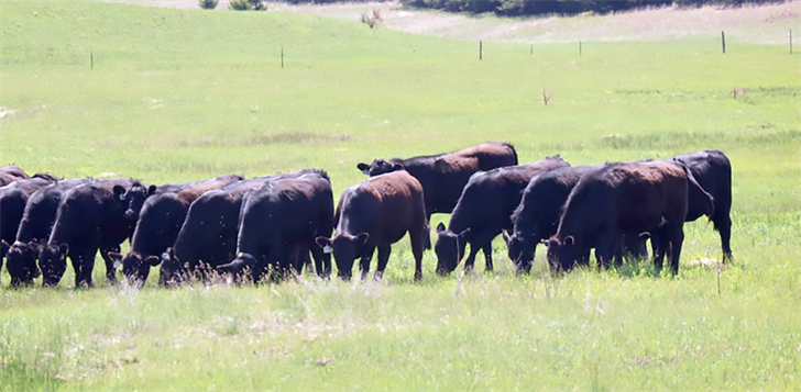 Nebraska Extension will offer the Knowing, Growing, Grazing course in the new year.