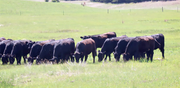 Knowing Growing Grazing Grass course enhances knowledge and decision making
