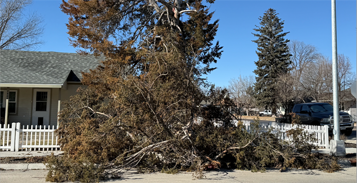 High winds damaged a tree in downtown Sidney.