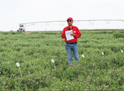 Results for 2025 Nebraska Pea variety testing released