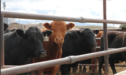 Nebraska Extension to host beef feedlot roundtable in Bridgeport